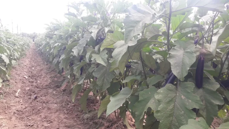 WhatsApp Image 2025-03-14 at 17.43