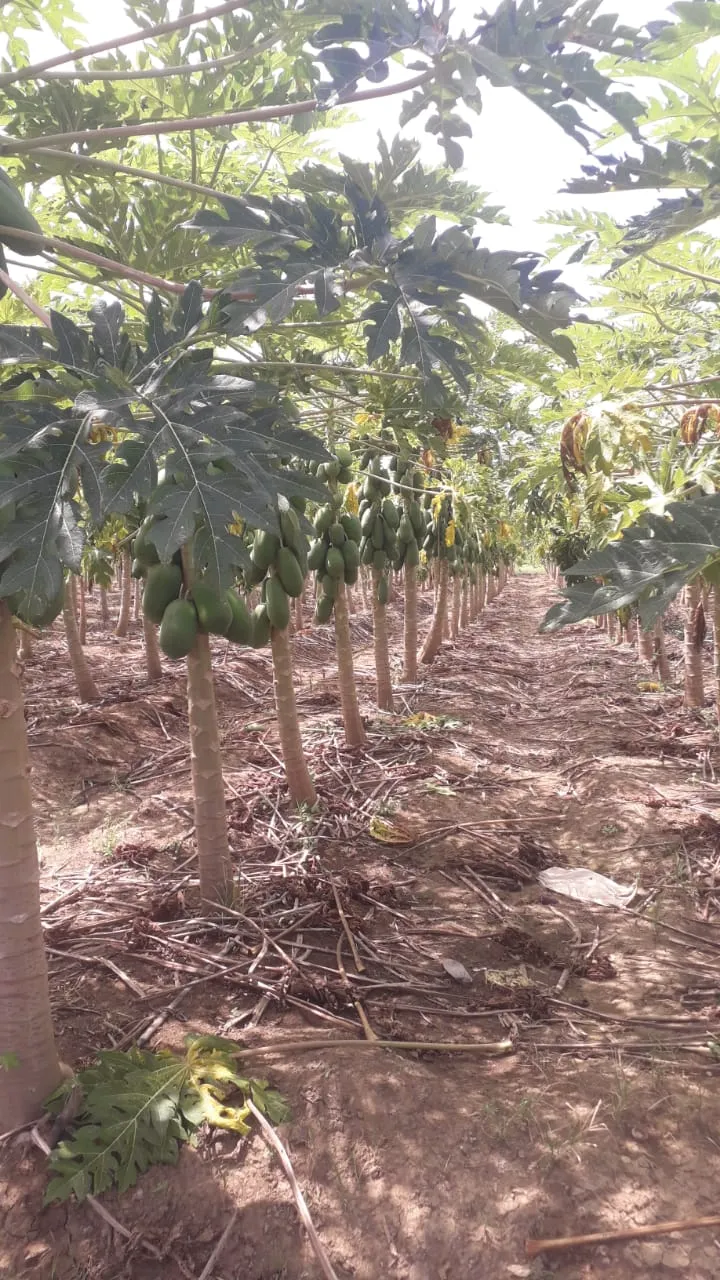 WhatsApp Image 2025-03-14 at 17.44