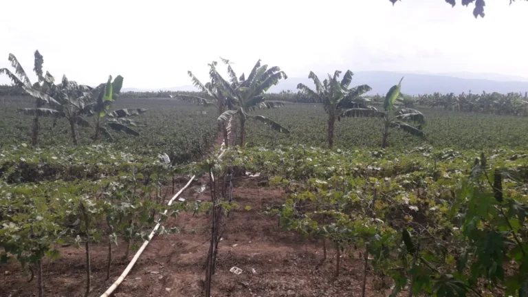 WhatsApp Image 2025-03-14 at 18.14