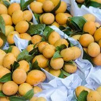 BABY MANGO:PLAM MANGO