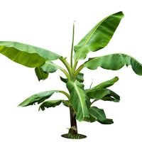 BANANA TREE